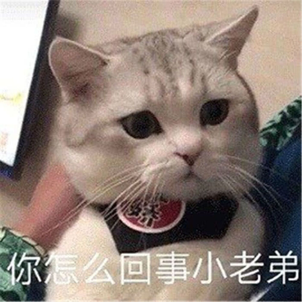 可爱#萌宠#猫咪表情