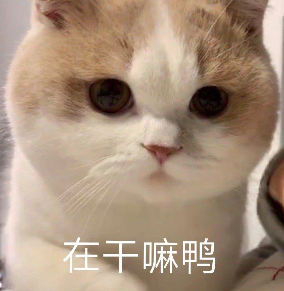 可爱#萌宠#猫咪表情