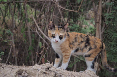 妆花了的猫
黑眼圈猫