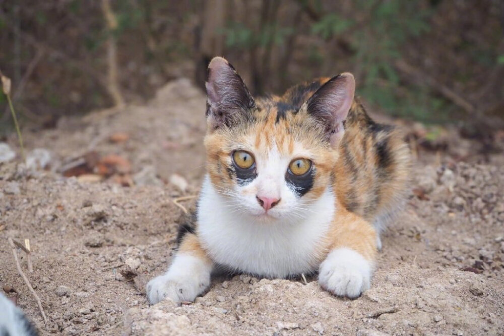 妆花了的猫
黑眼圈猫