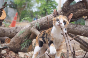 妆花了的猫
黑眼圈猫