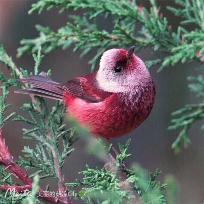 花鸟