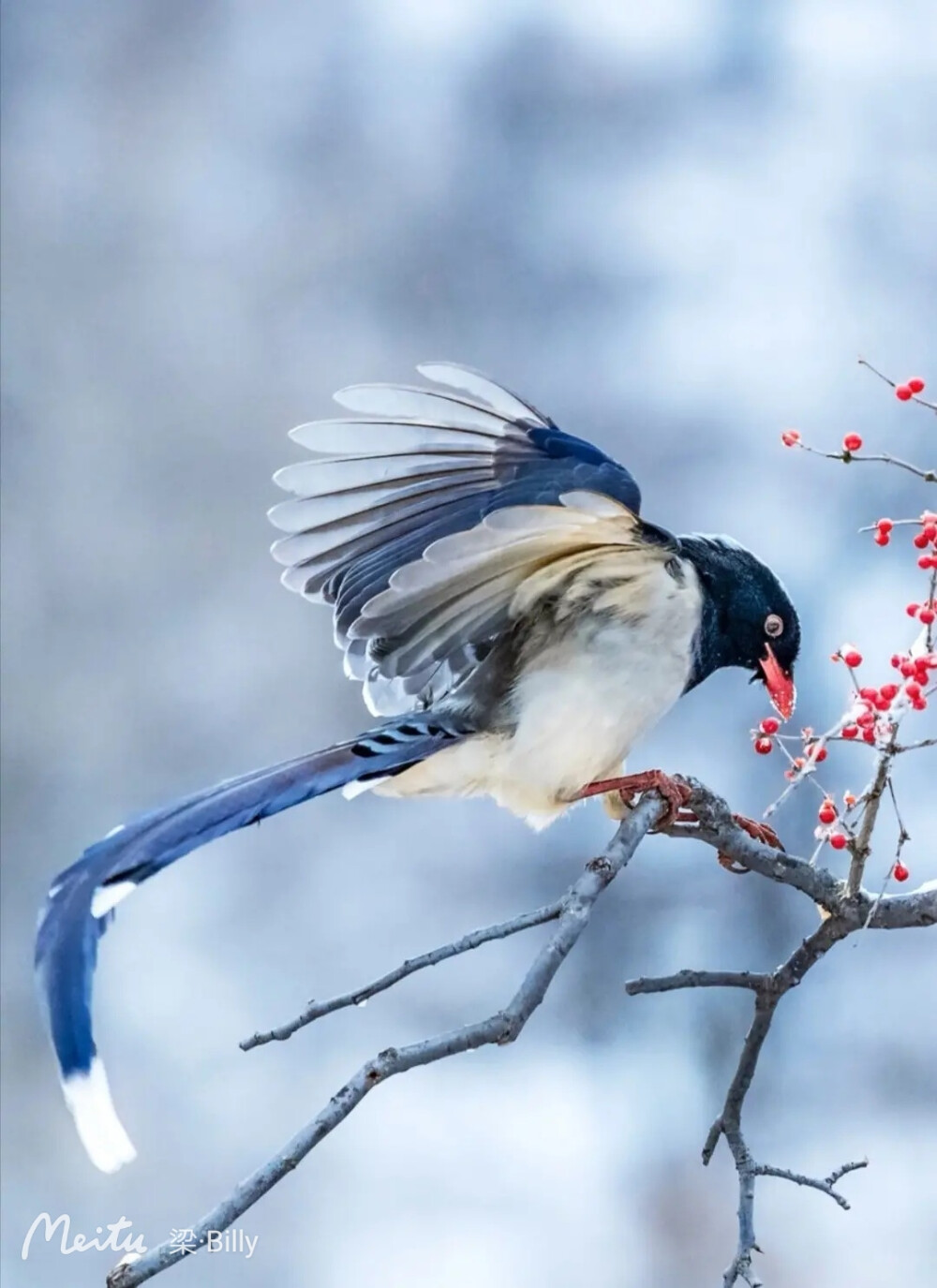 花鸟