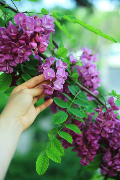 紫色槐花~~