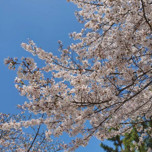 我不能遇见更多春天
但我遇见的每一个春天
都有樱花♡