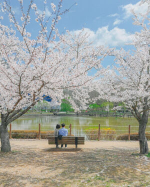 我不能遇见更多春天
但我遇见的每一个春天
都有樱花♡