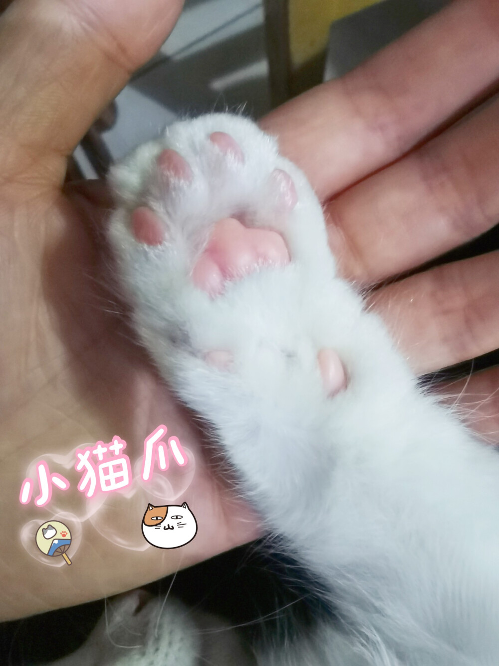 点点的小猫爪~