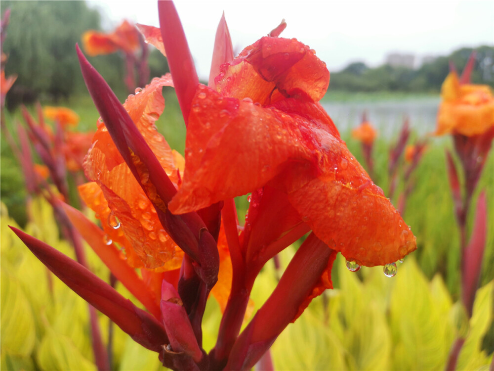 美丽吉安：雨中的美人蕉晶莹欲滴 楚楚动人
进入初夏以来，美人蕉开得绚丽多姿。5月27日，在江西吉安古后河绿廊处，雨中的美人蕉含珠带露、楚楚动人、风情万种，犹如出水芙蓉、晶莹欲滴，惹人怜爱。（摄/肖勇）