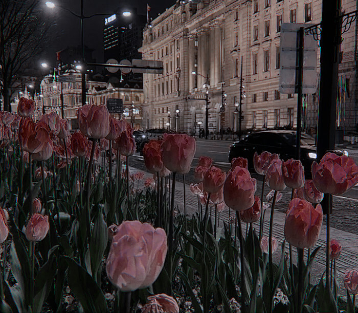 
郁 金 香 大 道（Tulip Avenue）
