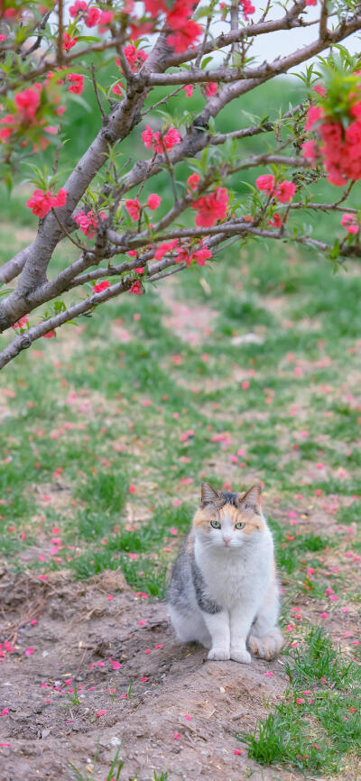 春花与小猫咪
微博?喵呜不停