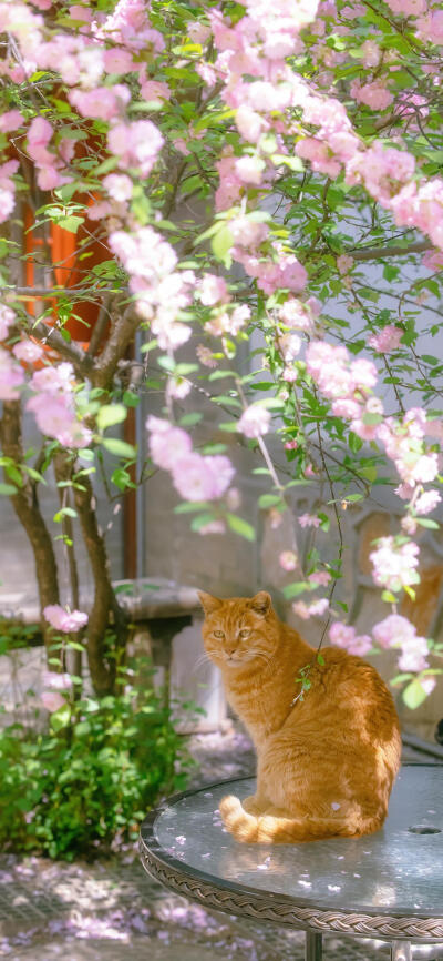 春花与小猫咪
微博©喵呜不停