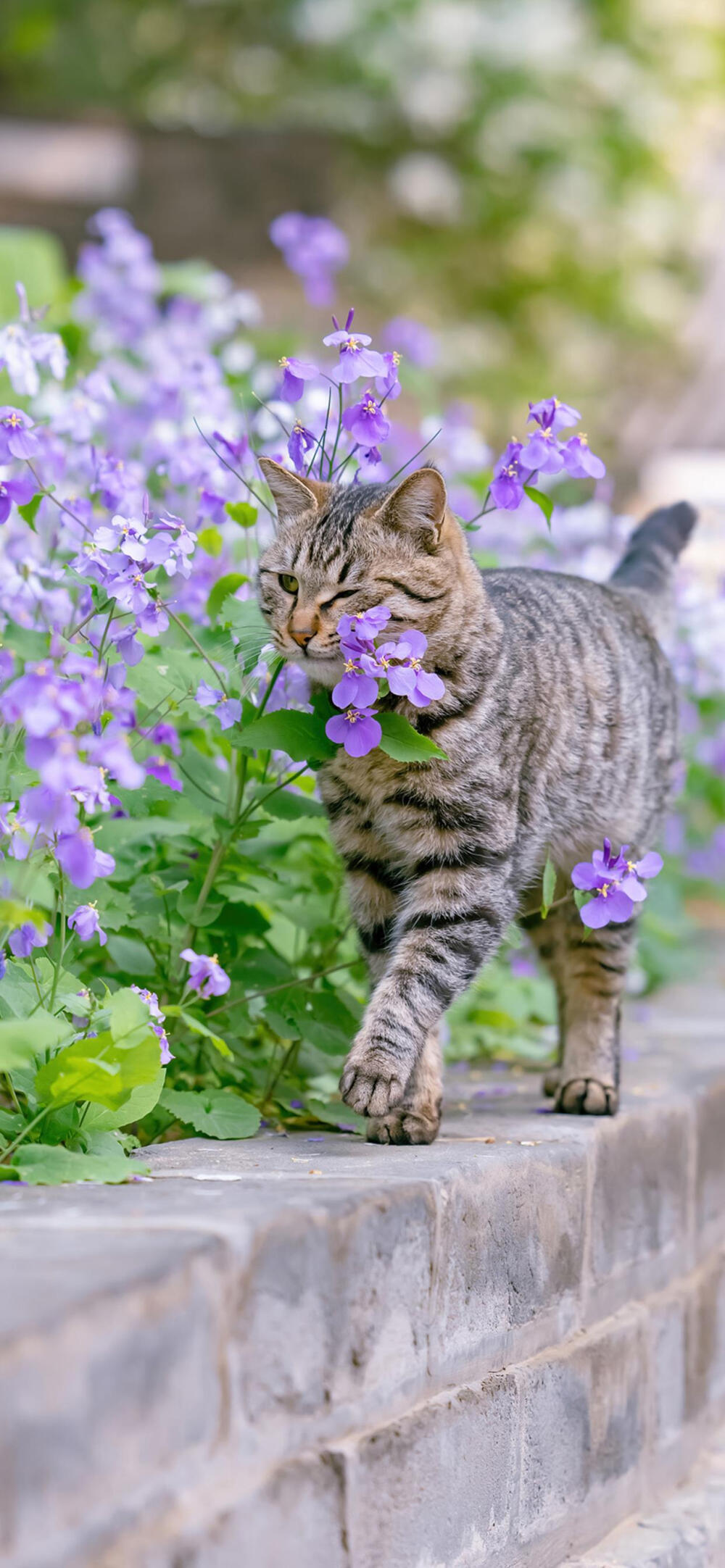 春花与小猫咪
微博?喵呜不停