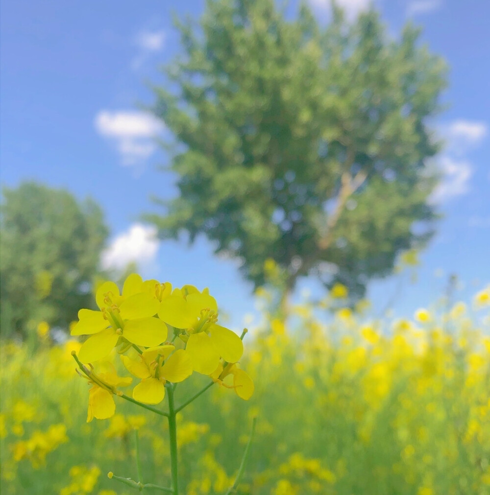 油菜花田