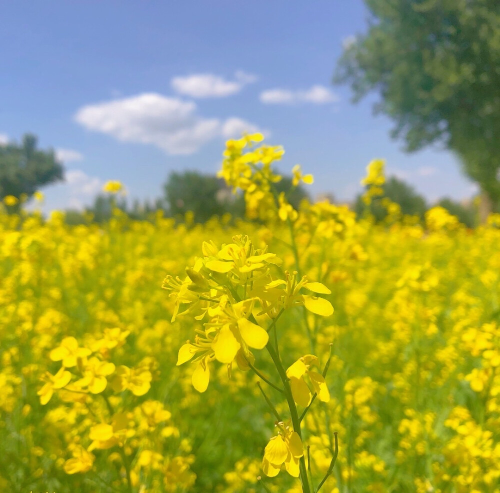 油菜花田