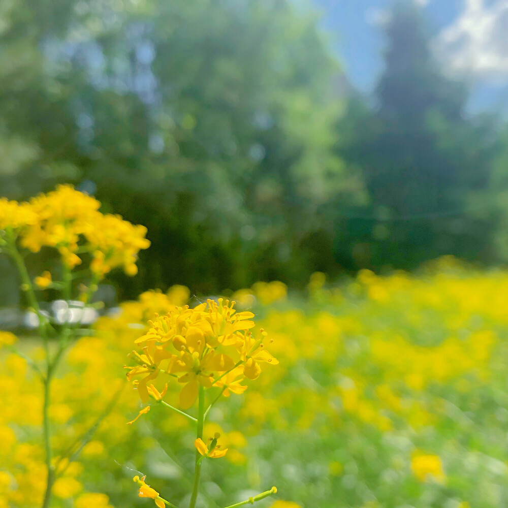 油菜花田