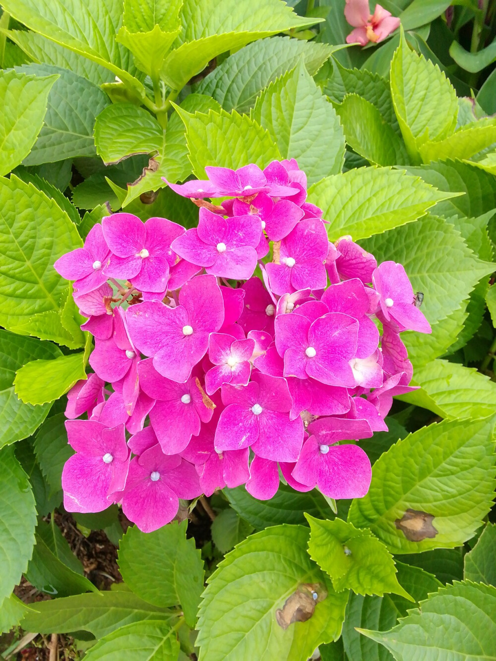 绣球花（八仙花）