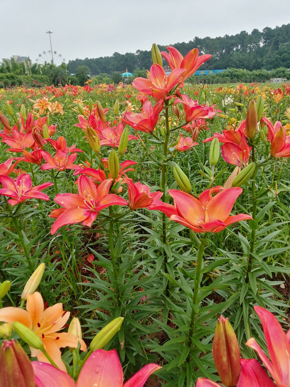 百合花