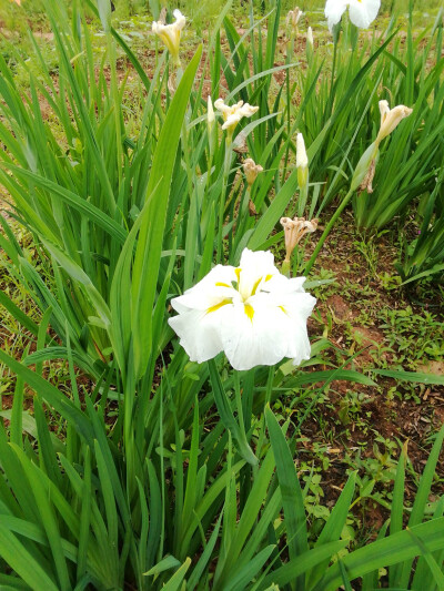 鸢尾花 （玉蝉花）