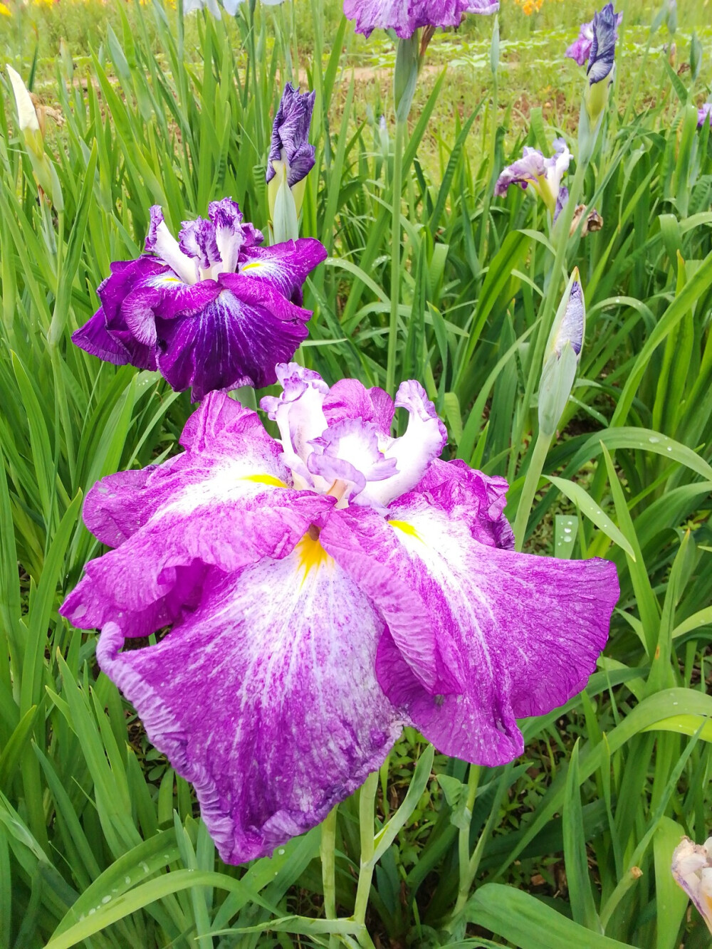 玉蝉花（鸢尾花）