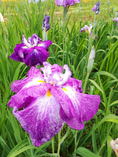 玉蝉花（鸢尾花）