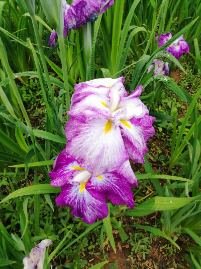 玉蝉花（鸢尾花）