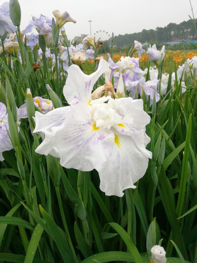 鸢尾花（玉蝉花）