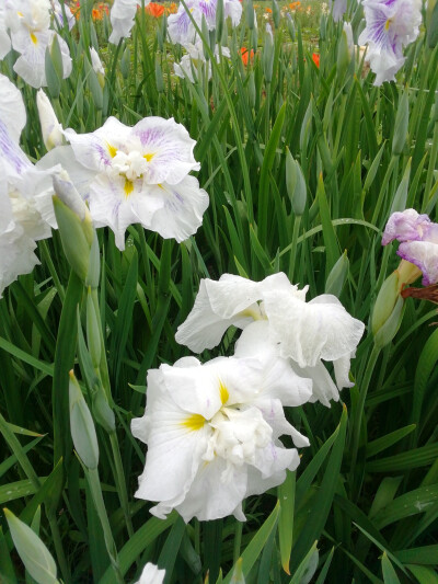 玉蝉花（鸢尾花）