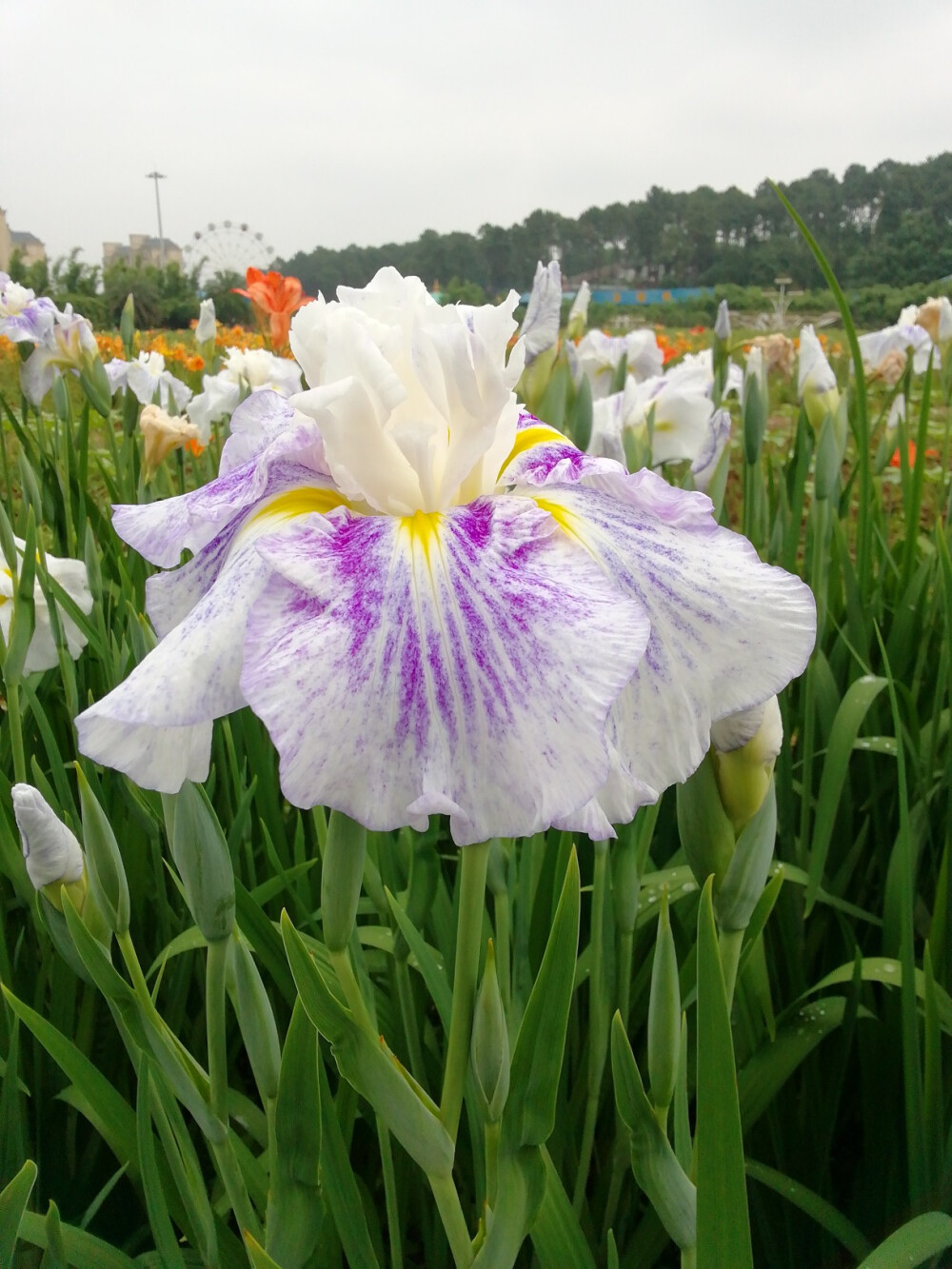 玉蝉花（鸢尾花）