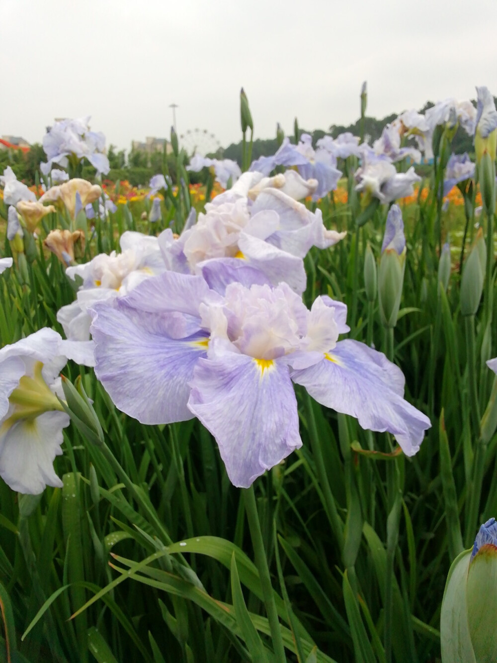 鸢尾花（玉蝉花）