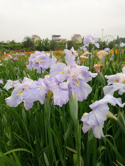 玉蝉花（鸢尾花）