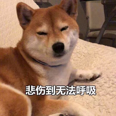 表情包