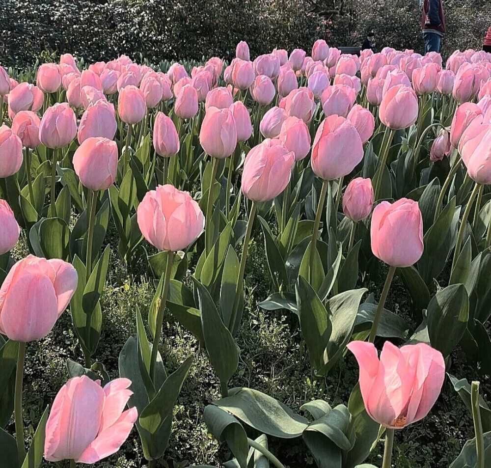 花海