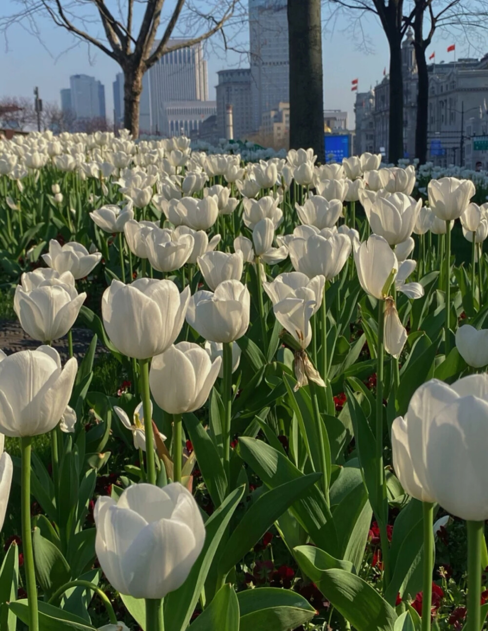 花海