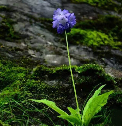 垂花报春