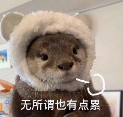 可爱的表情包谁不爱⁄(⁄ ⁄•⁄ω⁄•⁄ ⁄)⁄羞羞