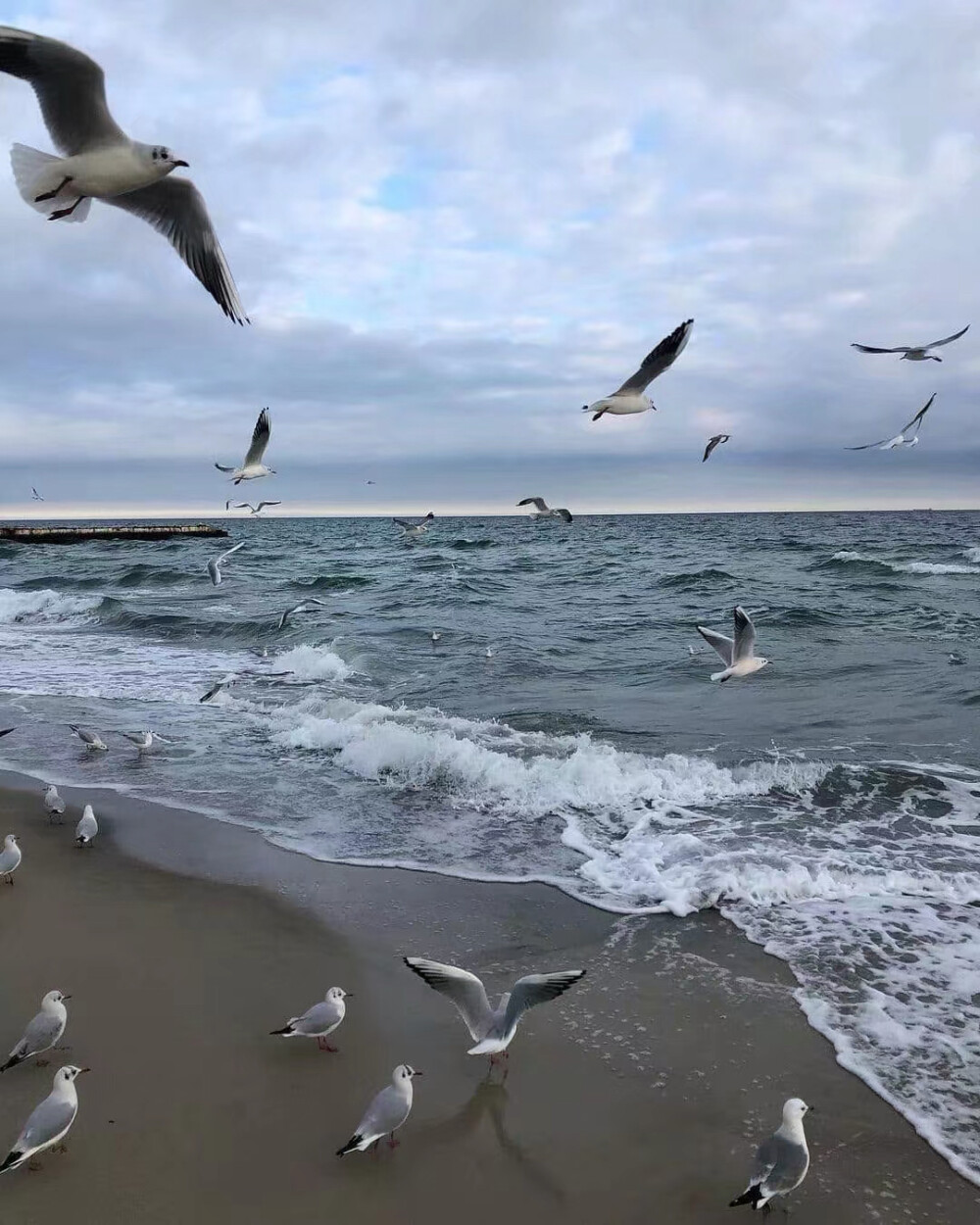 海鸥与海