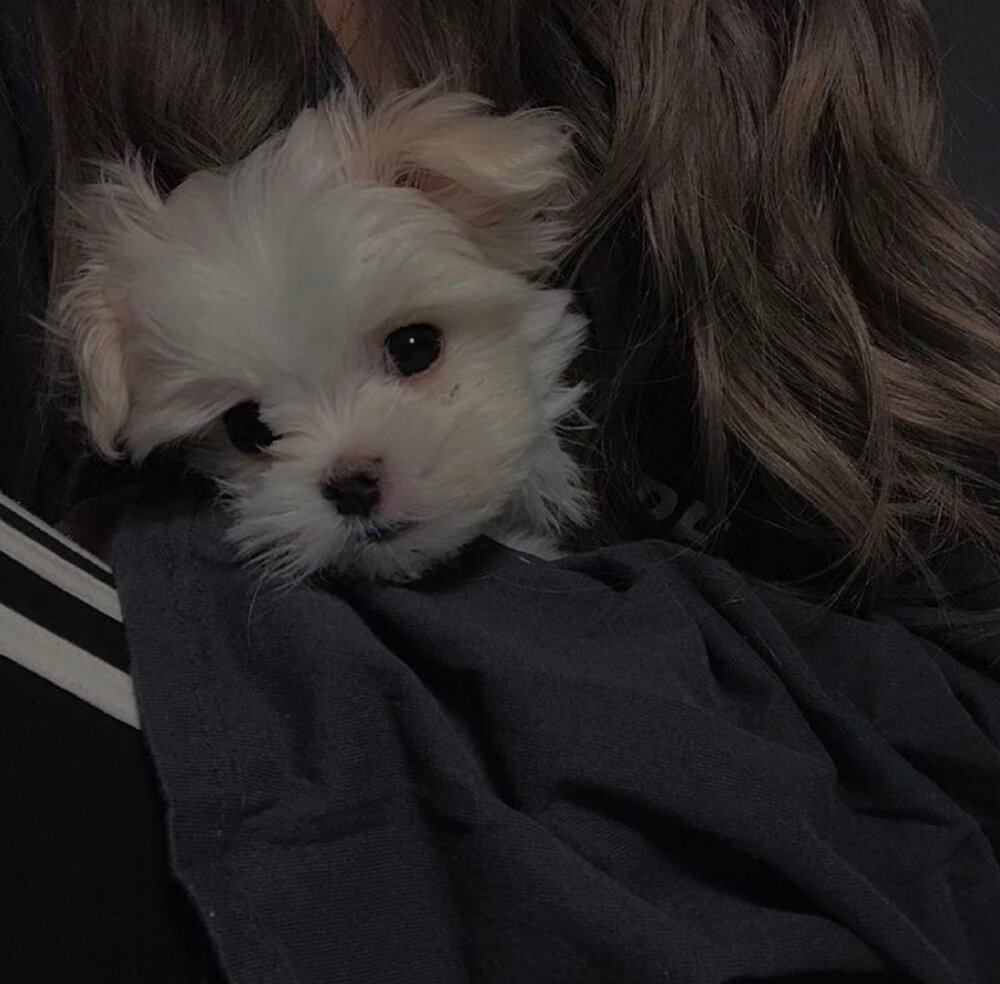 你是我粉色白日梦里 洒满星星的森林 ​​​