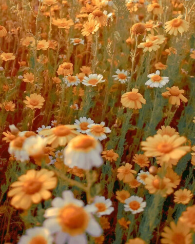 鲜花背景