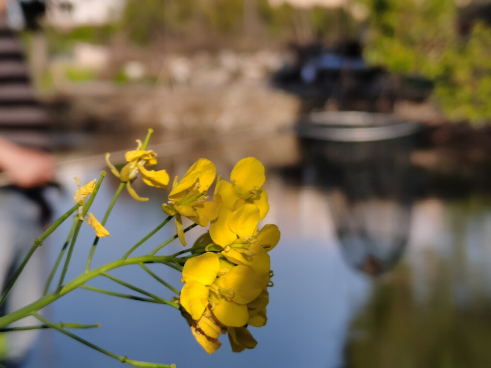 油菜花