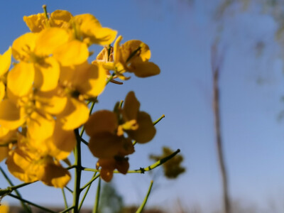 油菜花