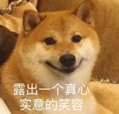 柴犬表情包