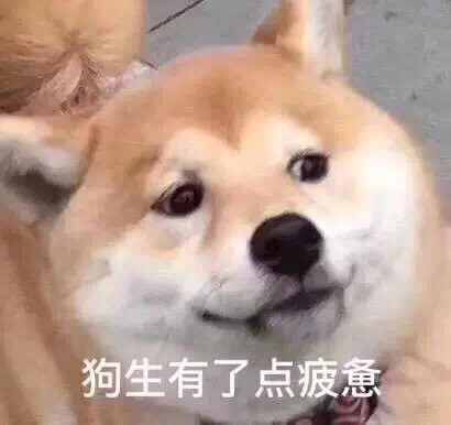 柴犬表情包