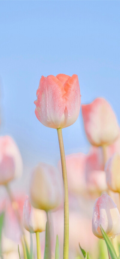 花朵壁纸