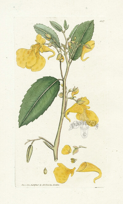 黄花植物绘