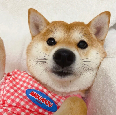 柴柴情头♡
