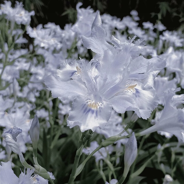 背景图\祝我们好在六月.