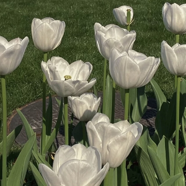 背景图\祝我们好在六月.