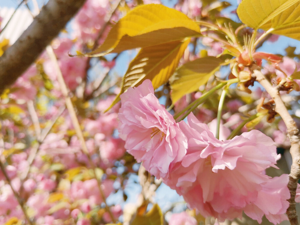 关山樱 樱花 摄影 手机