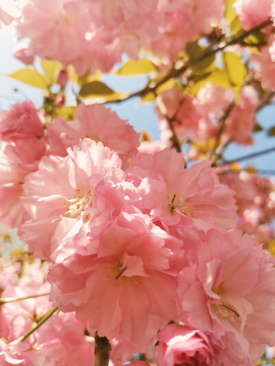 关山樱 樱花 摄影 手机