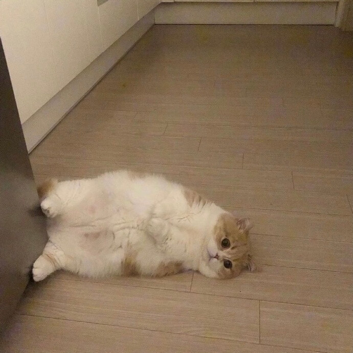 猫猫 头像